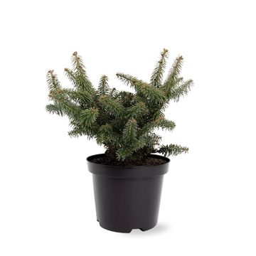 Abies balsamea 'Nana'