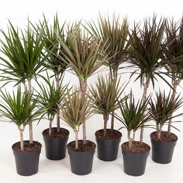 Dracaena MIX
