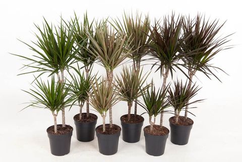 Dracaena MIX