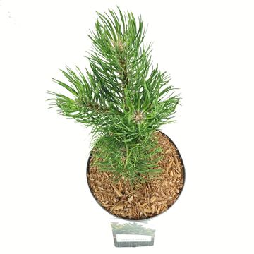 Pinus nigra 'Oregon Green'