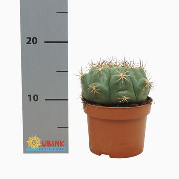 Gymnocalycium saglionis