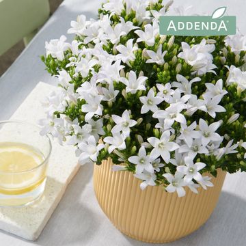 Campanula portenschlagiana AMBELLA WHITE
