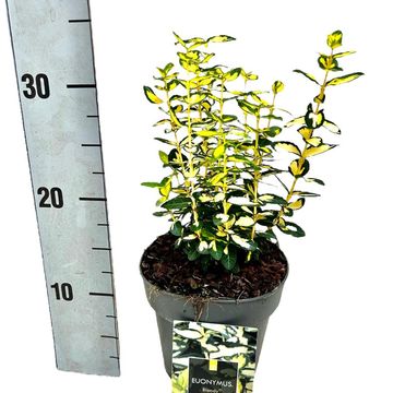 Euonymus fortunei BLONDY