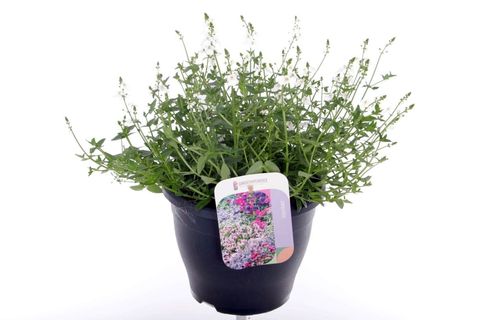 Diascia barberae TRINITY GRACE