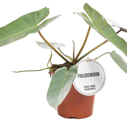 Philodendron atabapoense