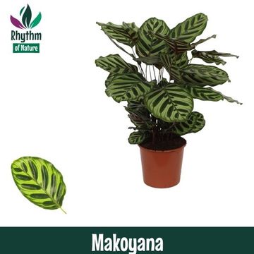Calathea makoyana