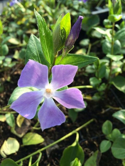 Vinca major