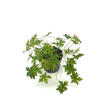 Geranium x oxonianum 'Rose Clair'