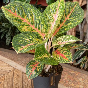 Aglaonema 'Spring Red'