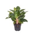 Aglaonema 'Peach Pearl'