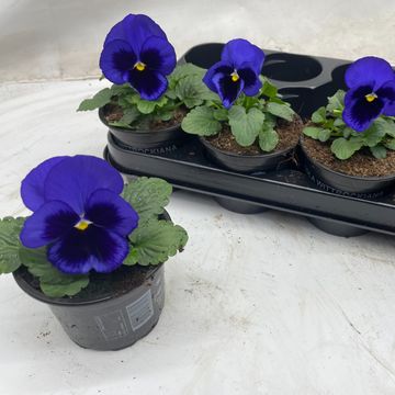 Viola x wittrockiana 'Matrix Blue Blotch'