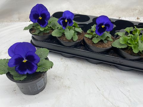 Viola x wittrockiana 'Matrix Blue Blotch'