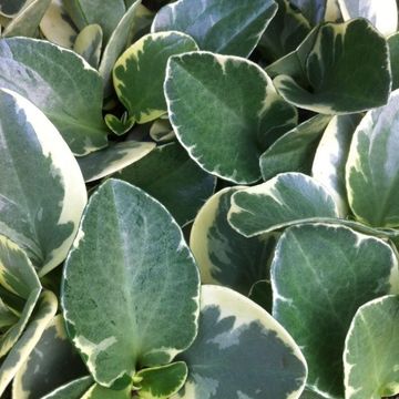 Peperomia obtusifolia 'Variegata'