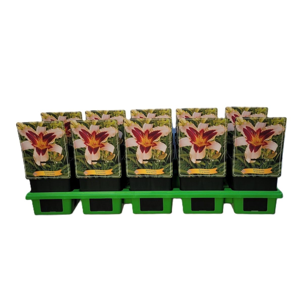 Hemerocallis 'Wild Horses' — Plant Wholesale FlorAccess