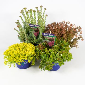 Sedum MIX