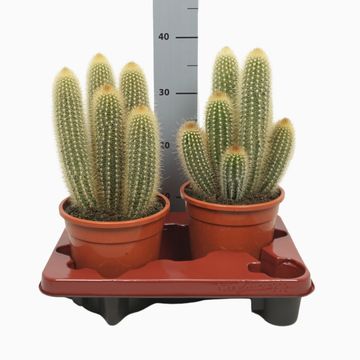 Pilosocereus chrysostele