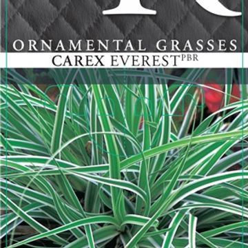 Carex oshimensis EVERCOLOR EVEREST