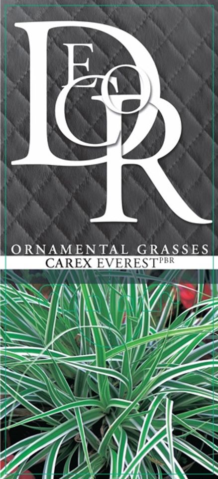 Carex oshimensis EVERCOLOR EVEREST