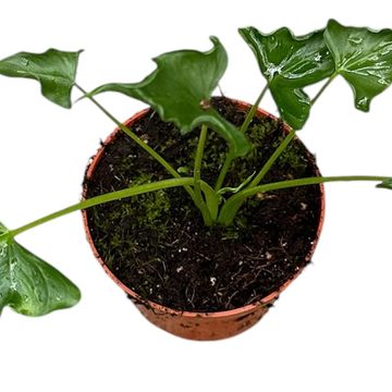 Alocasia 'Triangularis'