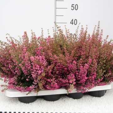 Erica gracilis MISTER LINE MIX