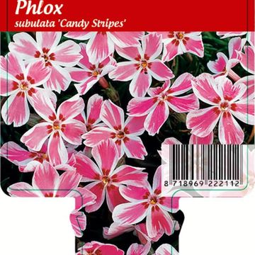 Phlox 'Candy Stripes'