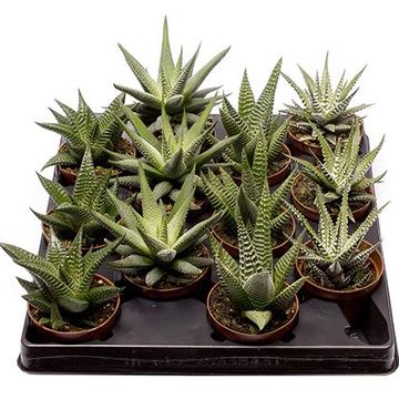 Haworthia fasciata MIX