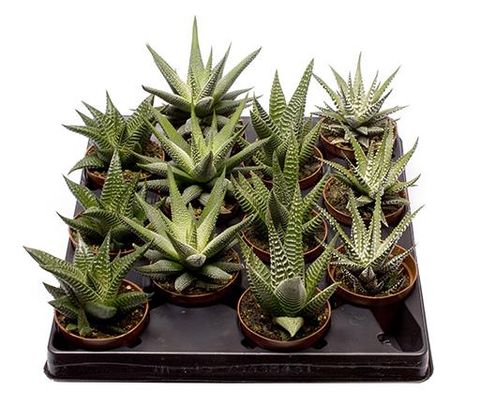 Haworthia fasciata MIX