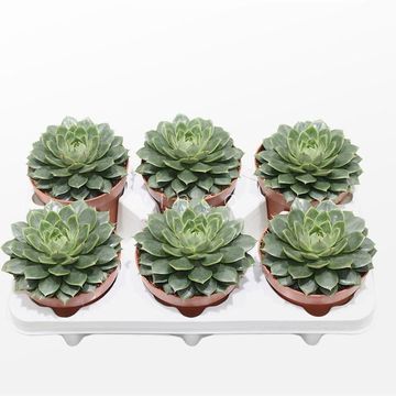 Echeveria parva