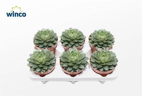 Echeveria parva