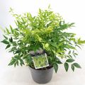 Nandina domestica MAGICAL LEMON & LIME