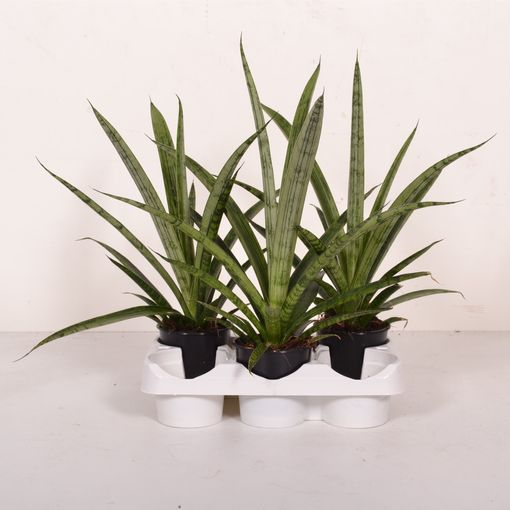 Sansevieria 'Comet Pixel Green' (Ansu)