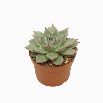 Echeveria 'Sirius'