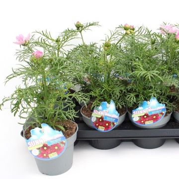 Cosmos bipinnatus SONATA MIX