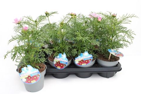 Cosmos bipinnatus SONATA MIX