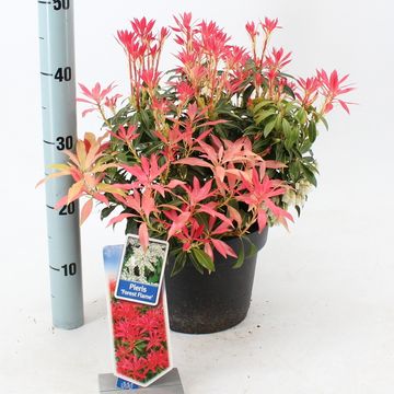 Pieris 'Forest Flame'