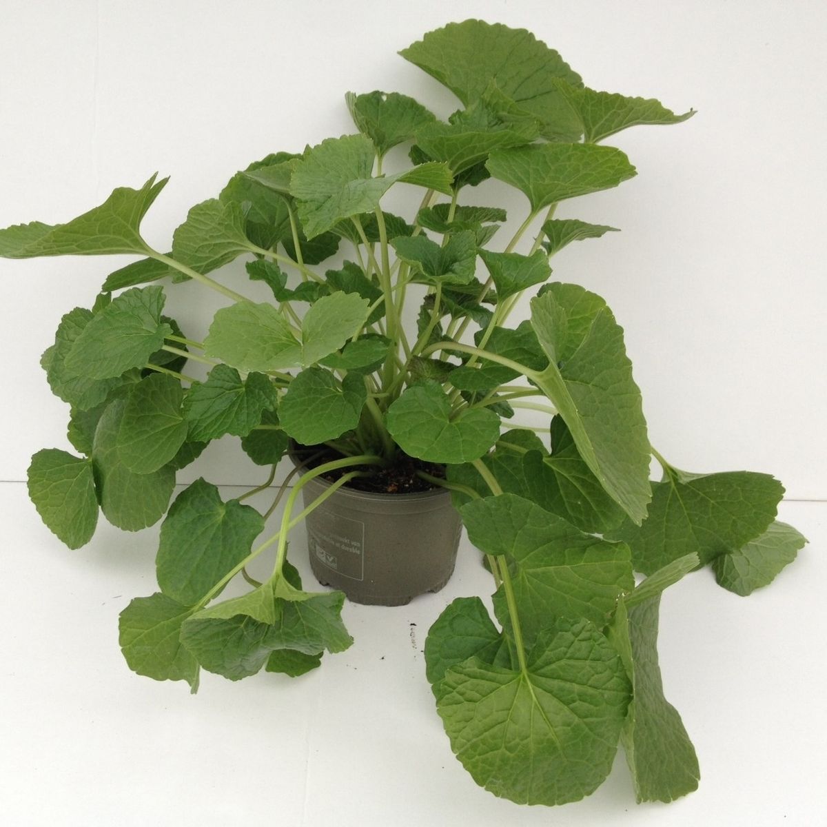 Eutrema japonicum — Plant Wholesale FlorAccess