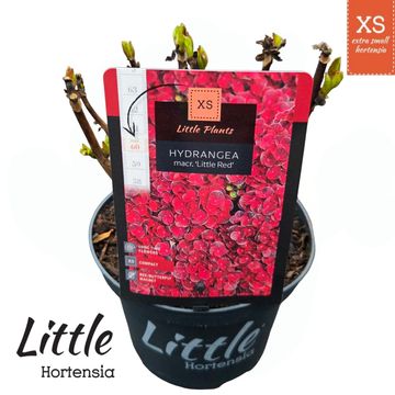 Hydrangea macrophylla LITTLE XS RED