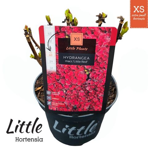 Hydrangea macrophylla LITTLE XS RED