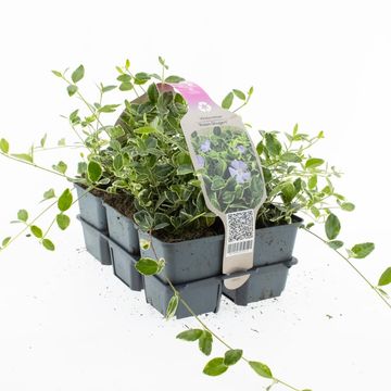 Vinca minor 'Ralph Shugert'