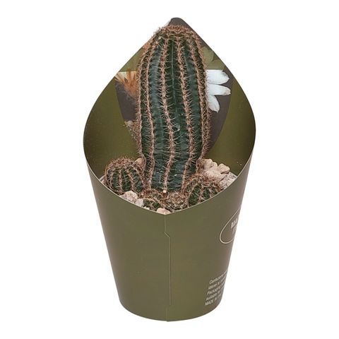 x Chamaelobivia 'Westfield Alba'