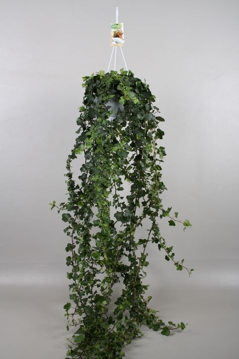 Hedera helix 'Wonder' — Plant Wholesale FlorAccess