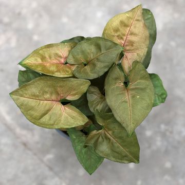 Syngonium 'Berry'