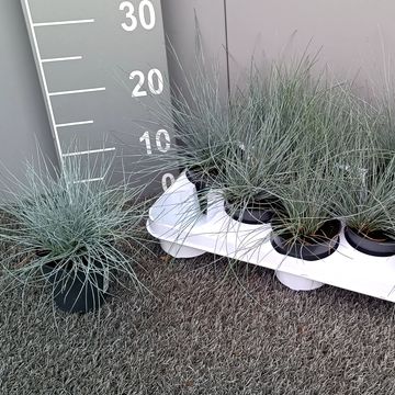 Festuca glauca 'Eisvogel'