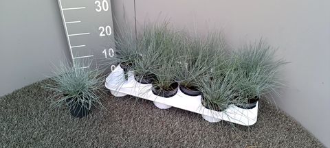 Festuca glauca 'Eisvogel'