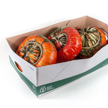 Cucurbita maxima TURK'S TURBAN MIX