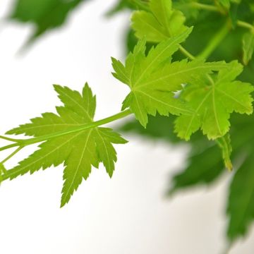 Acer palmatum 'Going Green'