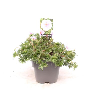 Geranium sanguineum 'Apfelblüte'