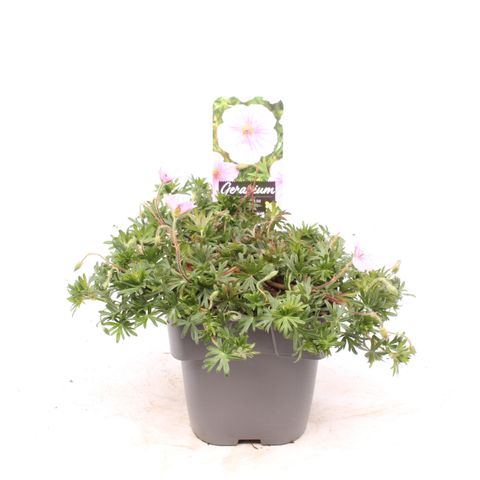 Geranium sanguineum 'Apfelblüte'