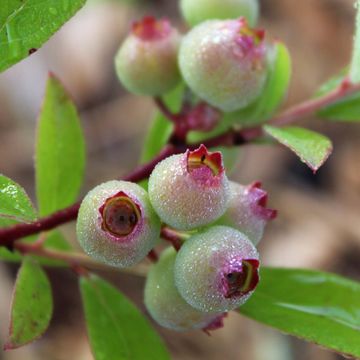 Vaccinium corymbosum 'Pink Lemonade'