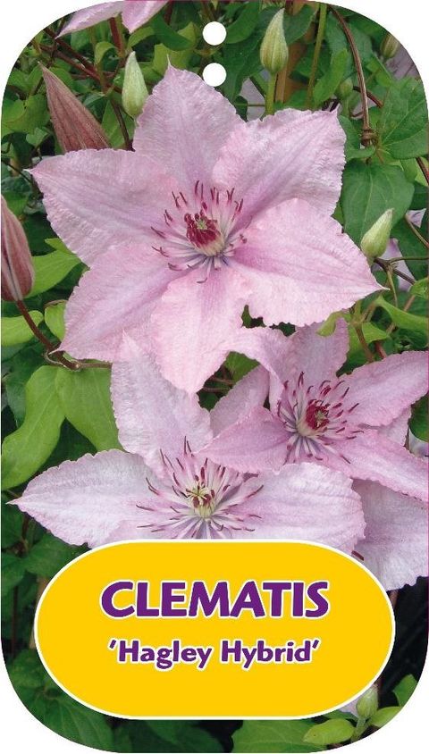 Clematis 'Hagley Hybrid' (LL)